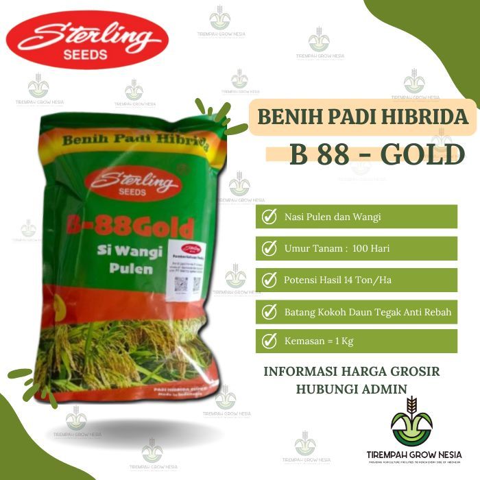 BENIH PADI HIBRIDA STERLING B-88 GOLD PADI HIBRIDA BENIH STERLING B88 GOLD BIBIT PADI HIBRIDA