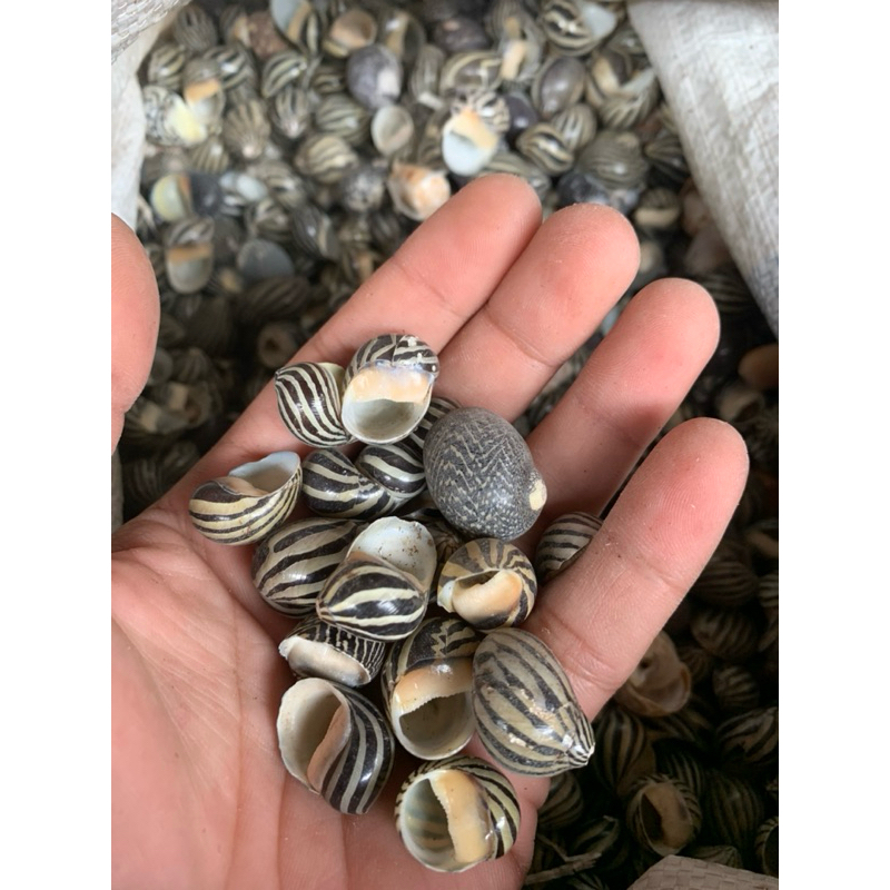 Cangkang Kerang / Cangkang kerang Turbo / Cangkang Kerang Cocok untuk kerajinan harga per 150gr