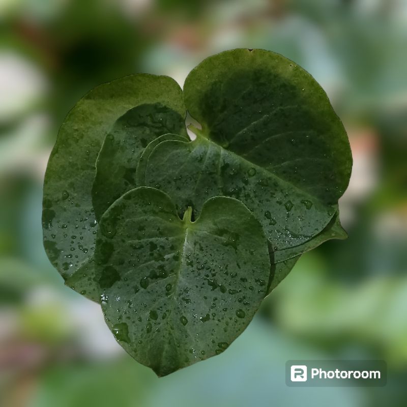 

daun binahong hijau segar