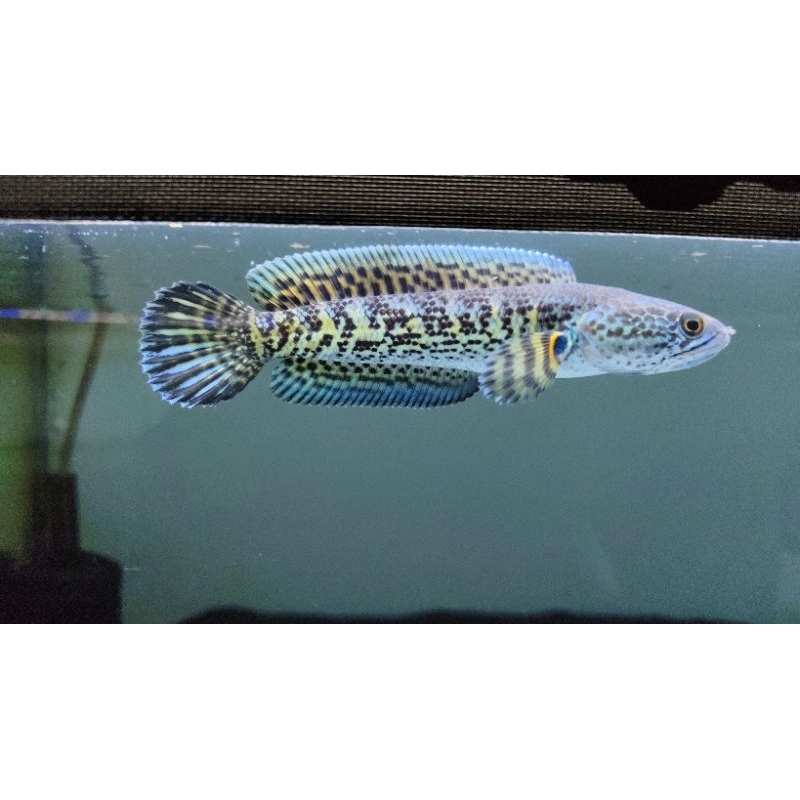 channa auranti grade b