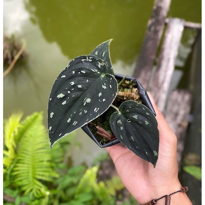 Scindapsus dark argyraeus