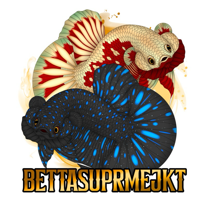 

CO STIKER LIVE NEW