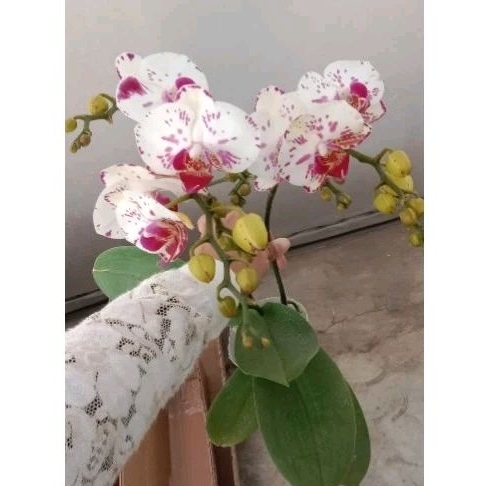 anggrek bulan berbunga / mekar knop / anggrek bulan dewasa