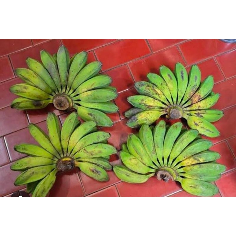 Pisang Kepok Kuning Tua 1 Sisir Baru Petik Segar Termurah