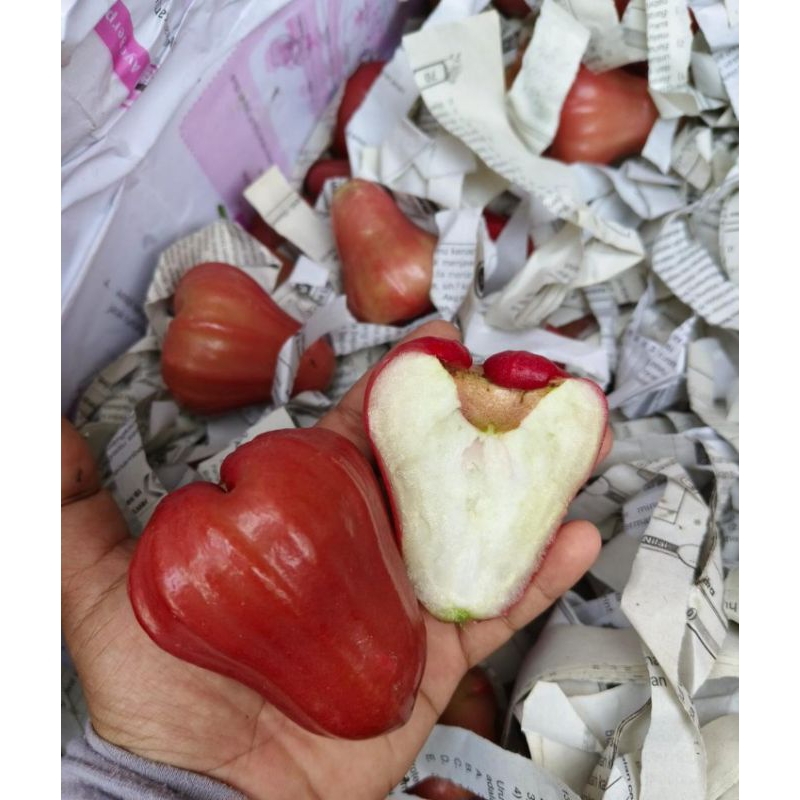 

JAMBU CITRA MERAH JAMBU AIR FRESH 1KG