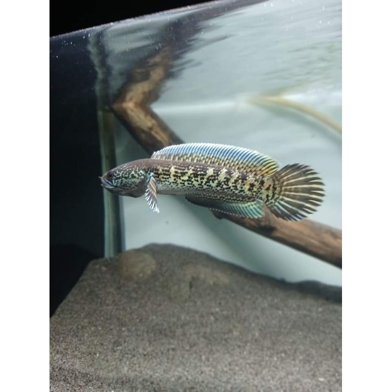 chana AURANTI baby +pakan