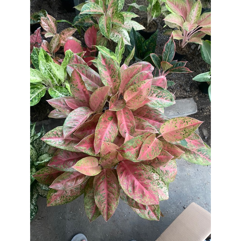 Aglaonema Big Roy rumpun Jumbo