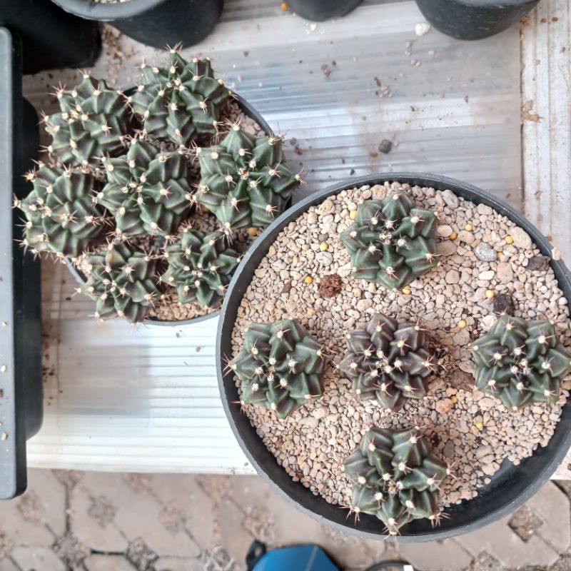 12 pcs Gymnocalycium Rootbeer non var | kaktus