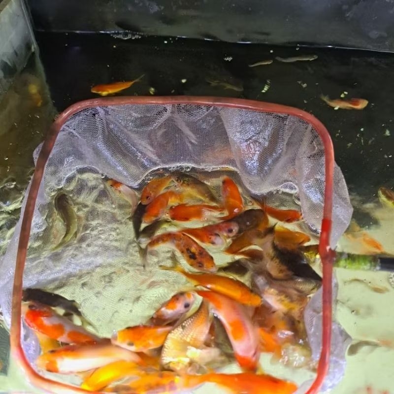 IKAN MAS HIDUP / PAKAN IKAN PREDATOR