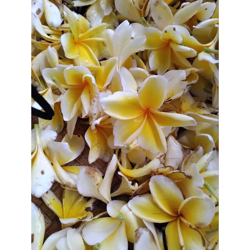 

Bunga kamboja kuning bali fresh bersih 200 gram