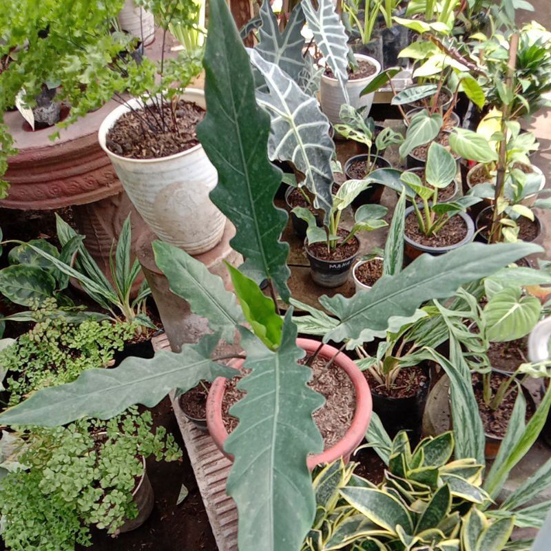 alokasia keris papua