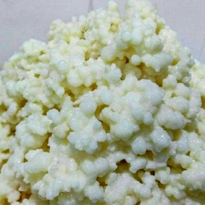 

Bibit kefir grain 100% asli