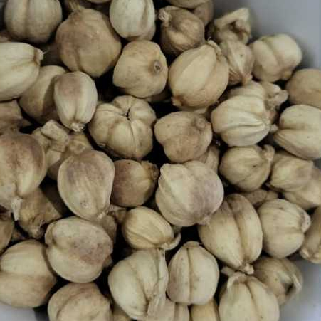 

Kapulaga Putih/Kapulaga Jawa/ Kapol