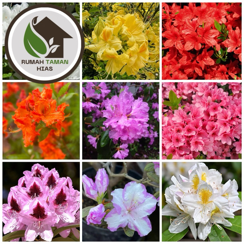 TANAMAN HIAS BUNGA AZALEA - BUNGA HIAS AZALEA - BUNGA ASALEA - POHON BUNGA AZALEA