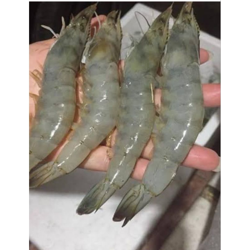 

Udang vaname size 30 -35