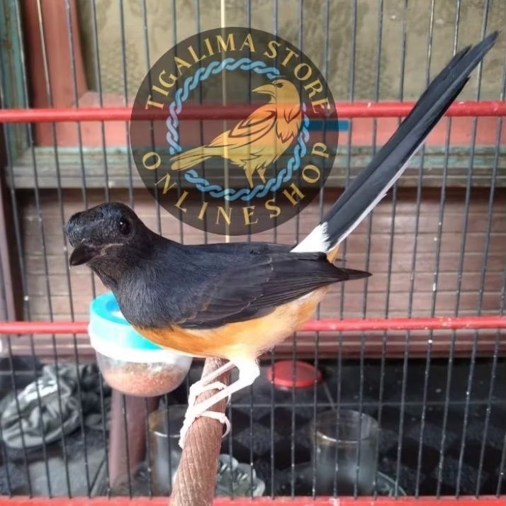 MURAI MEDAN BETINA MULUS