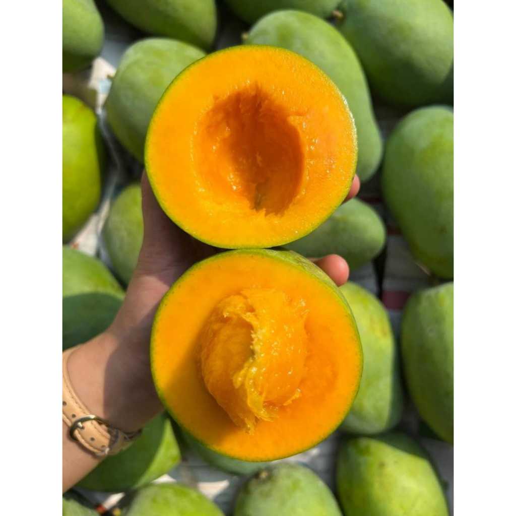 Cemilansilingga - Mangga Alpukat 1 dus