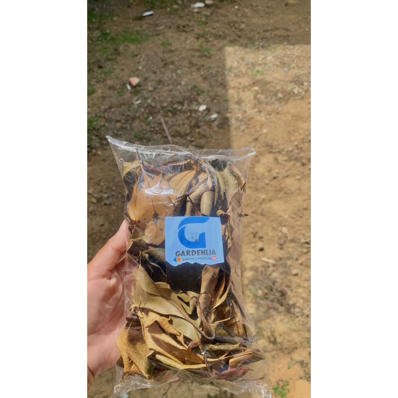 

Daun Cengkeh Kering Premium - 100g - Kualitas Terbaik -Gardenlia expor