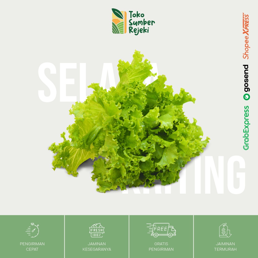 

Selada Kriting Segar - Toko Sumber Rejeki Yogyakarta