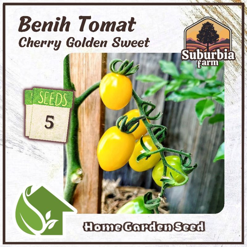 5 Biji Benih Tomat Cherry Golden Sweet