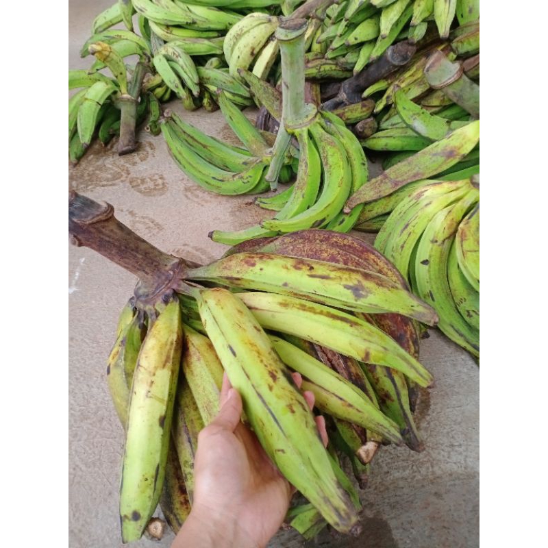 

Pisang Tanduk Sukabumi