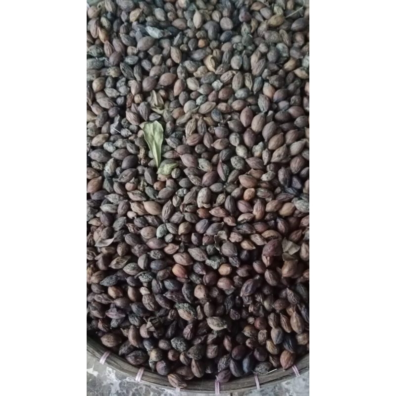 biji pohon Ketapang kencana