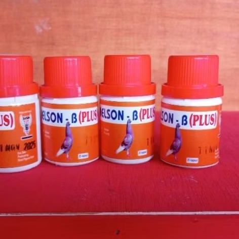 MELSON B PLUS BARON MERPATI SEMPER TURUN URAT PINCANG
