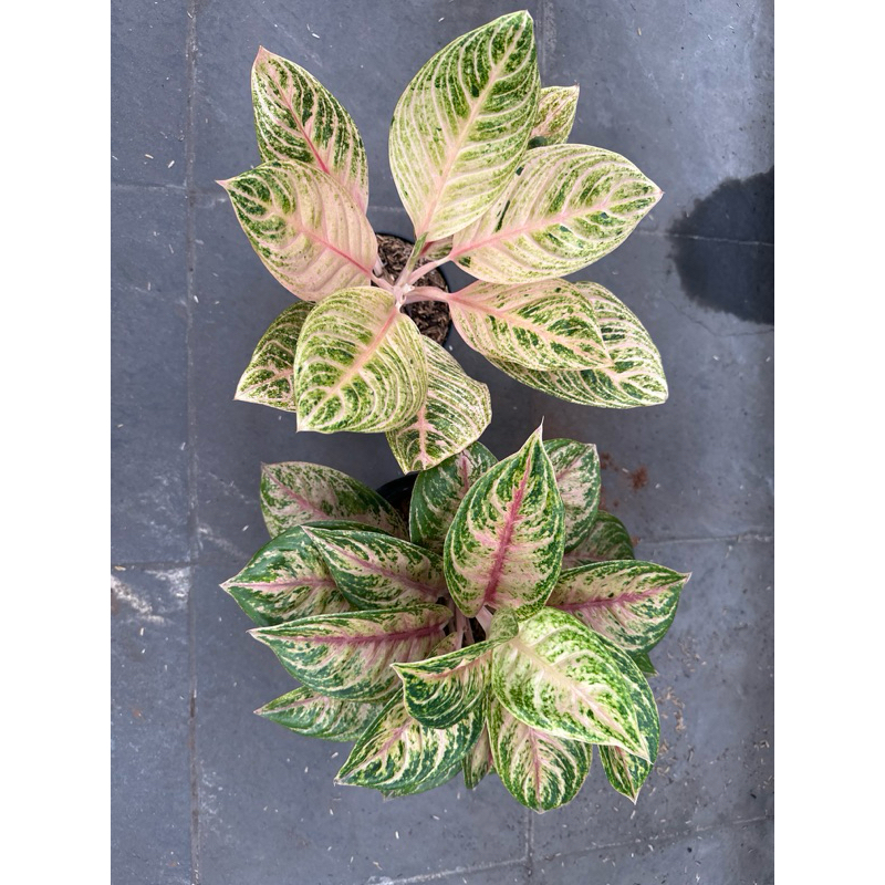 Aglonema Nusantara dan Sexyback