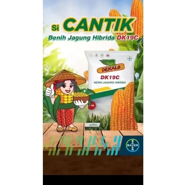 benih bibit jagung hibrida DK19C