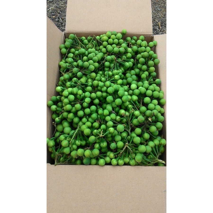 

Paket 300 grm buah cepokak atau tekokak segar Murah Banget