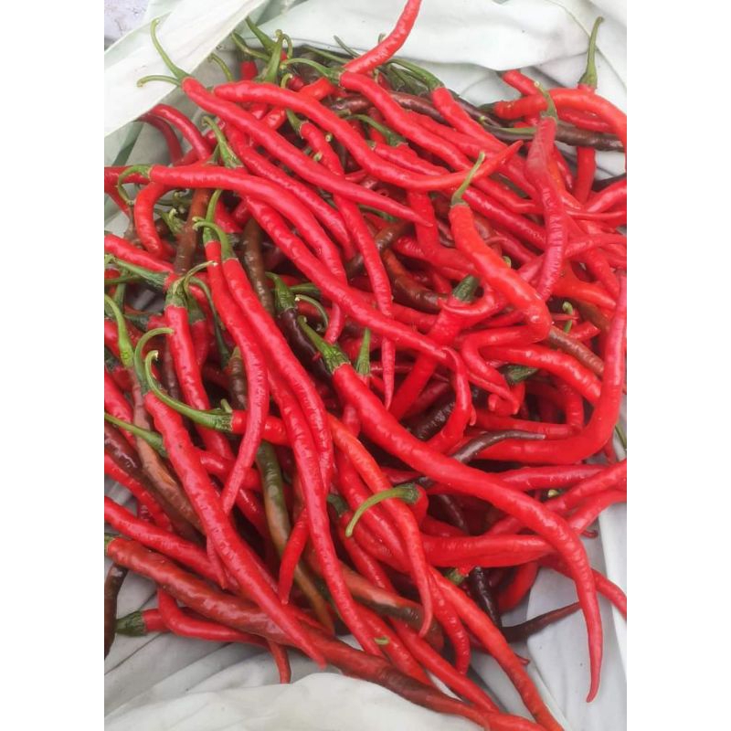 

CABAI MERAH / HIJAU KERITING 1 KG FRESH