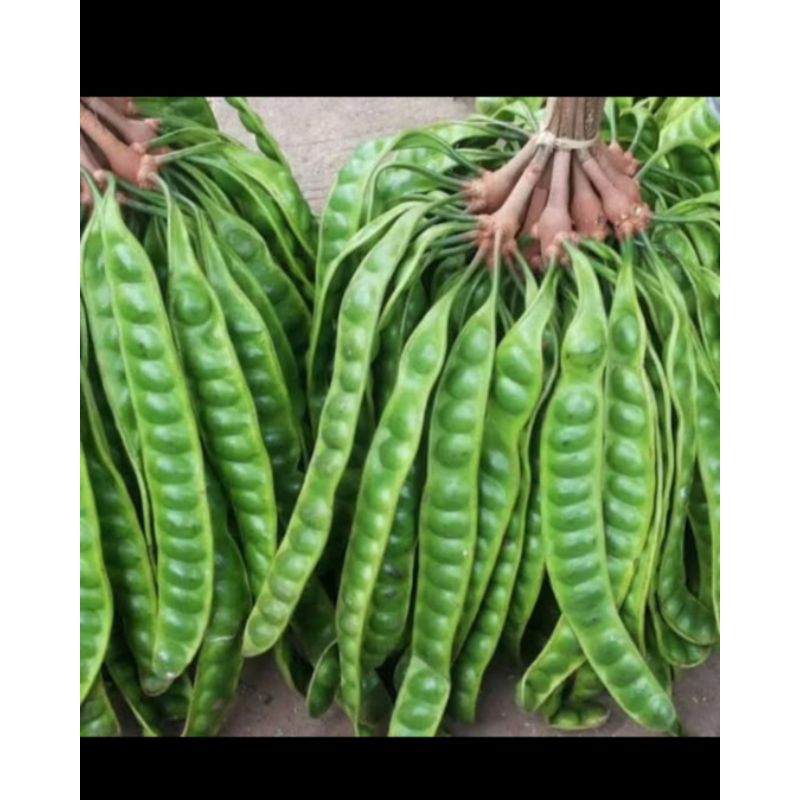 

PETE PER JODO (20PCS)