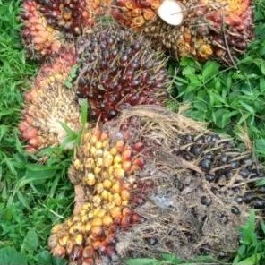 

buah kelapa sawit 20 pcs