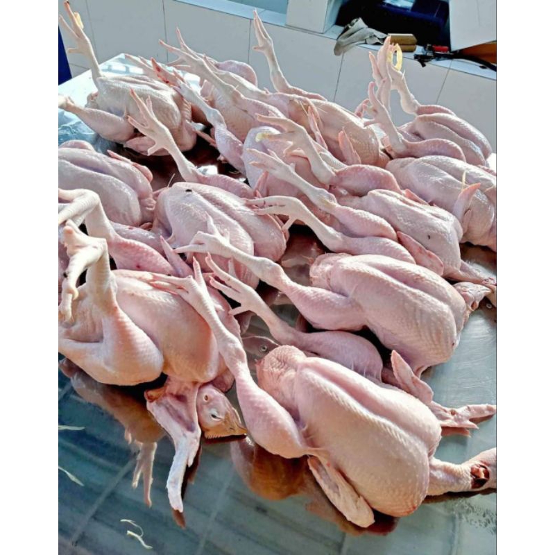 

ayam utuh besar ekoran berat hidup 1,5