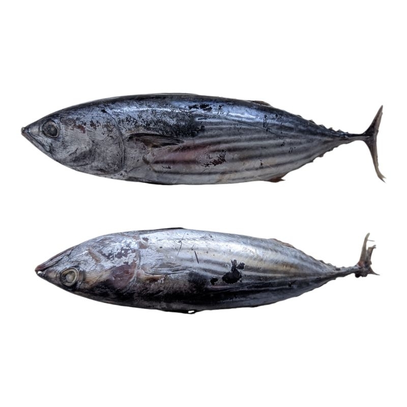 

Ikan Cakalang Super Beku Kapal 0,8 - 0,9 kg 800 - 900 gram Frozen Beku