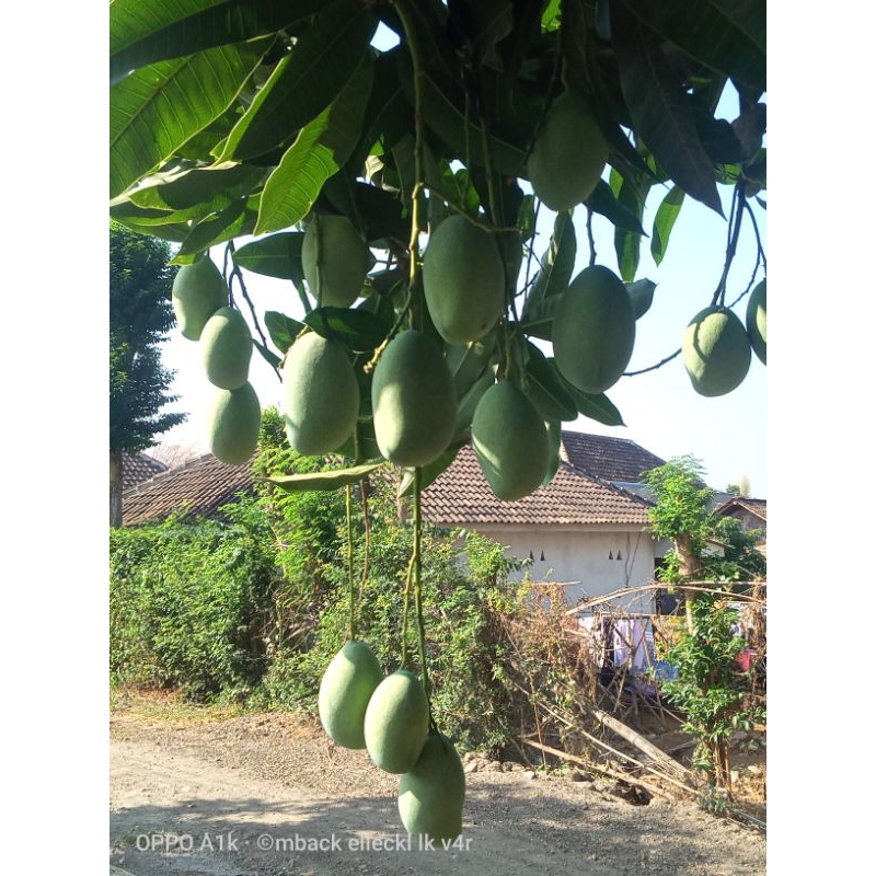 

Mangga manalagi muda 1 kg