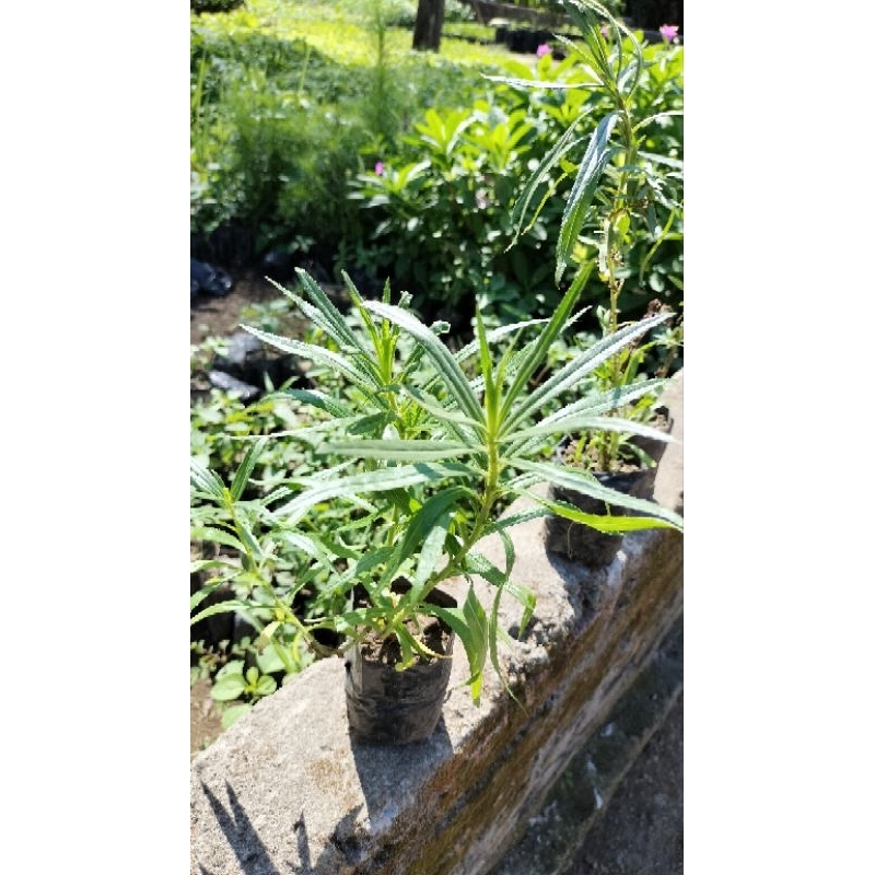 bibit bunga lavender siap tanam