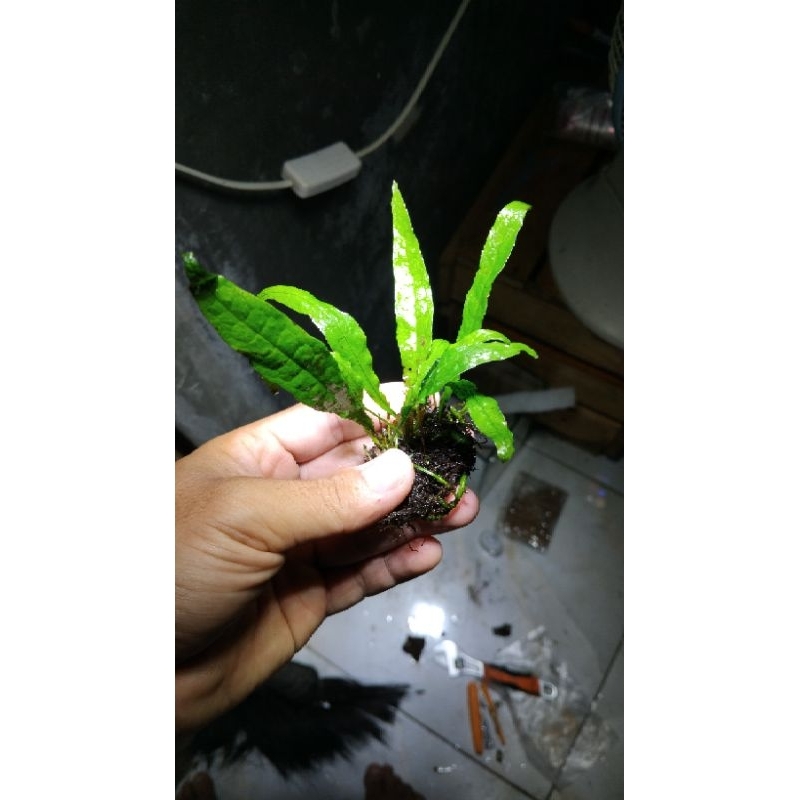 tanaman aquascape java fern