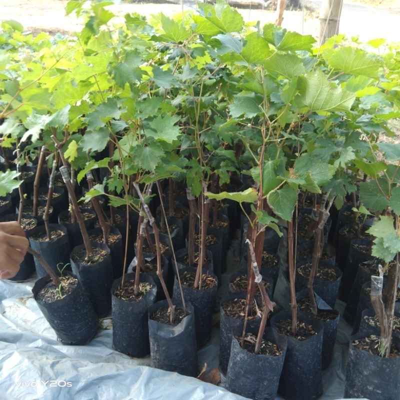 

(40CM) 3PCS anggur import bebas pilih/bibit anggur impor 3 bebas pilih
