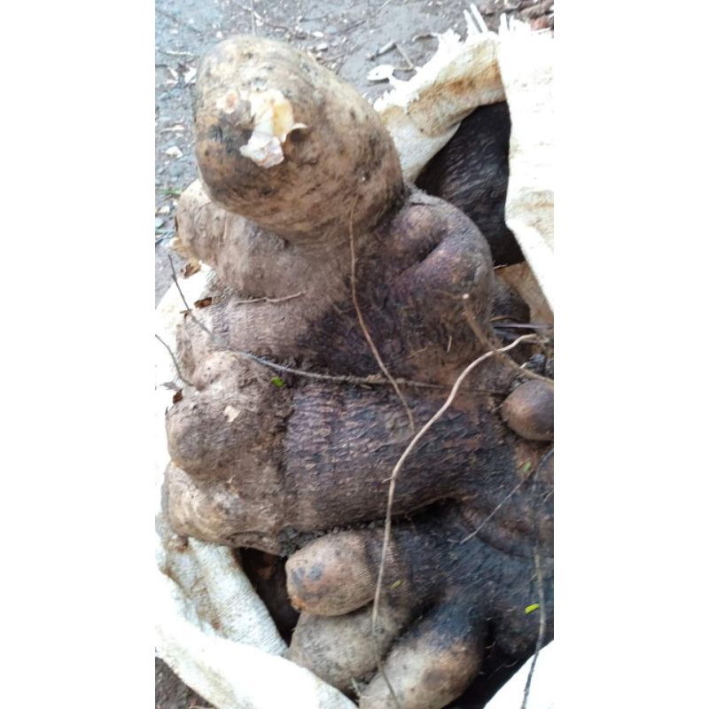 

Umbi uwi beras putih manis.dijual /1kg.