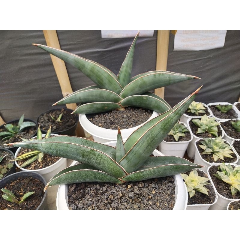 Sansevieria banana