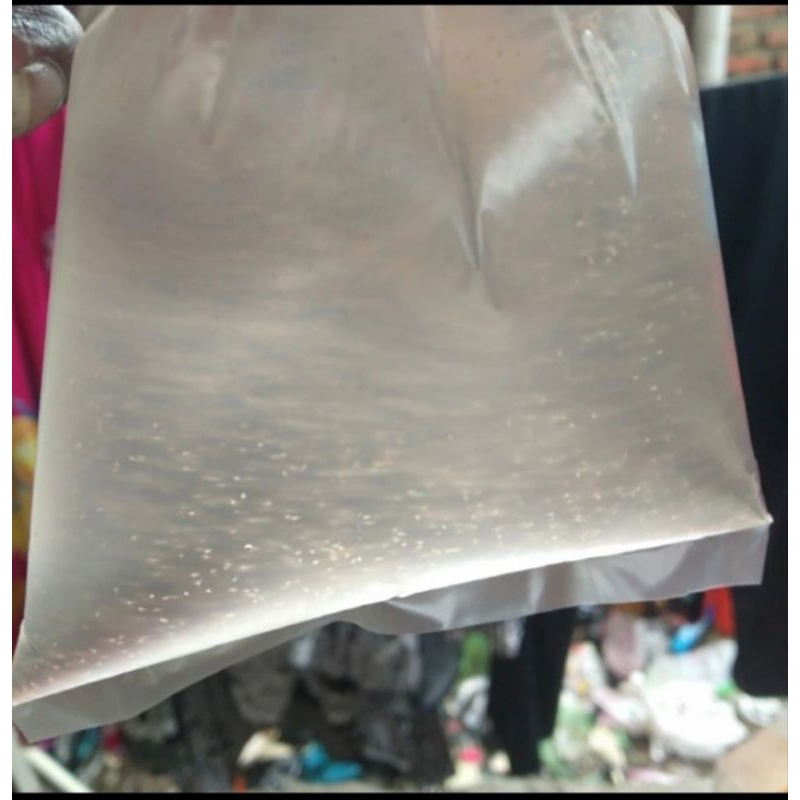 artemia tetas pakan burayak