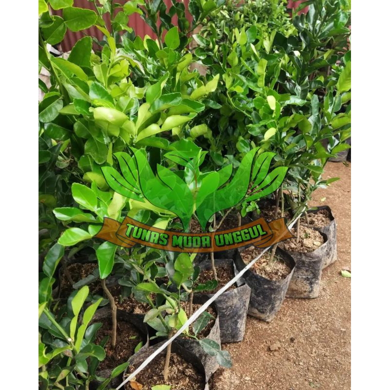 

Jeruk purut/jeruk sambal Rimbun Dan berkualitas