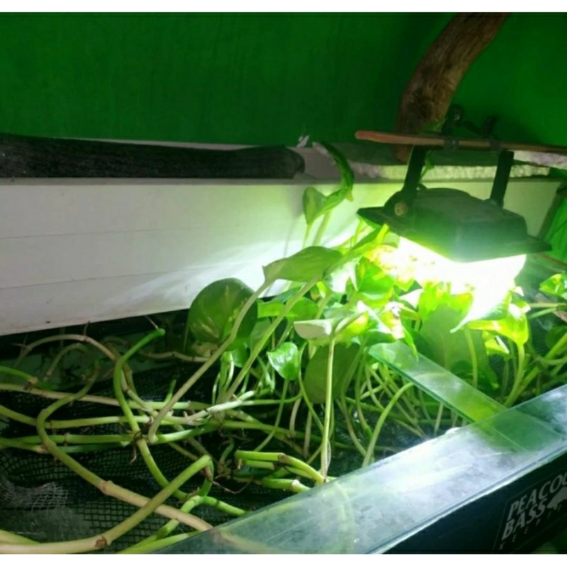 Daun Sirih Gading Tanaman sirih gading