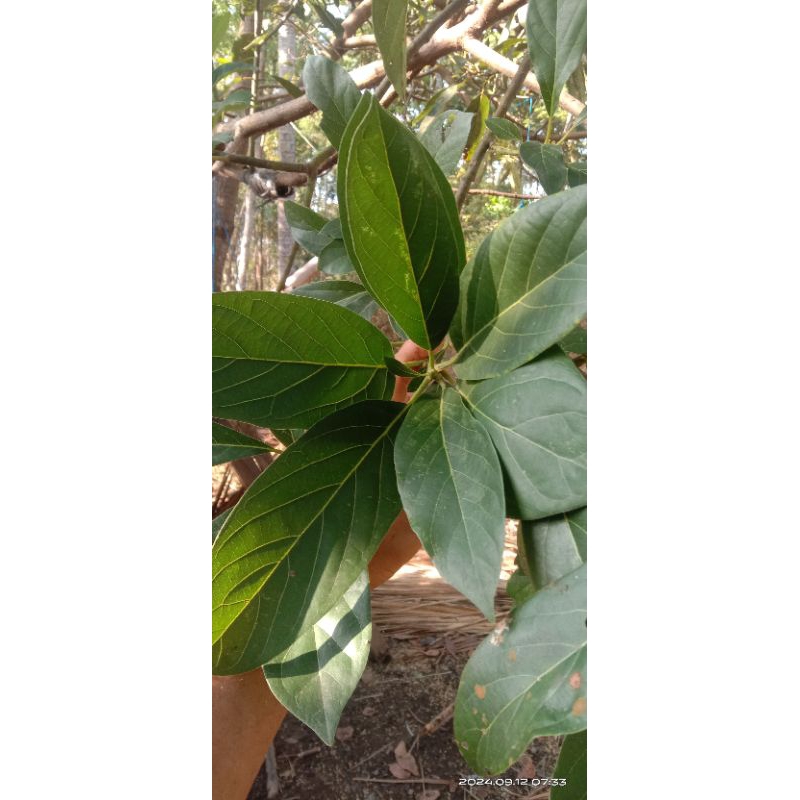 

Daun alpukat segar 60 lembar