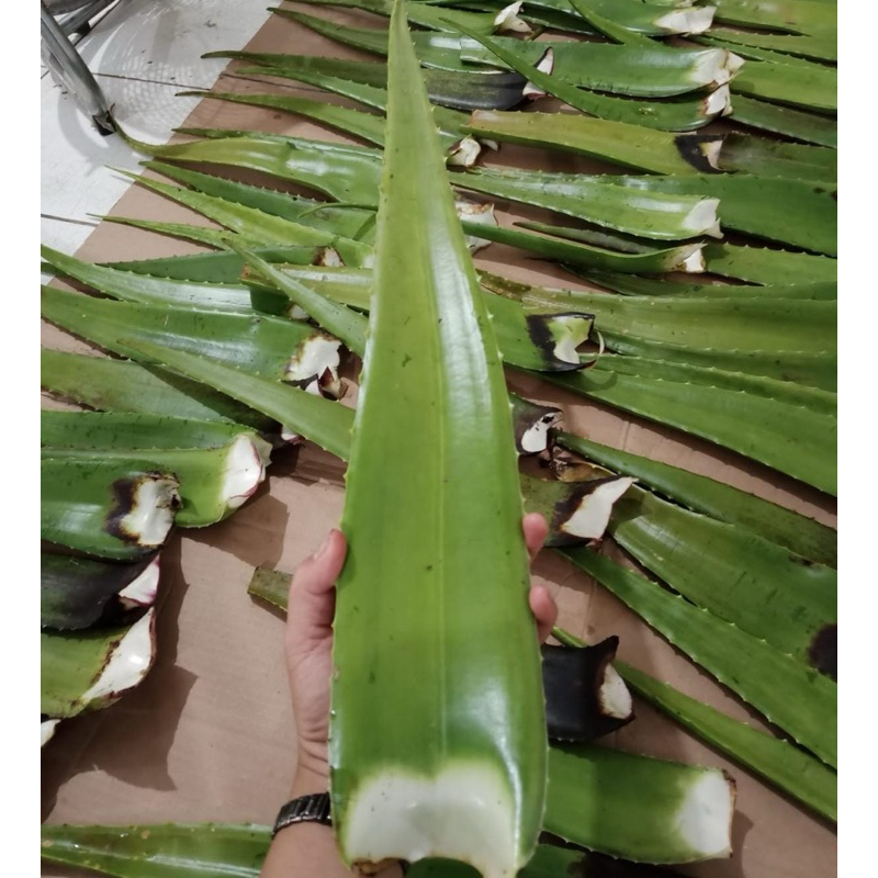 

LIDAH BUAYA SEGAR 100% ORGANIK