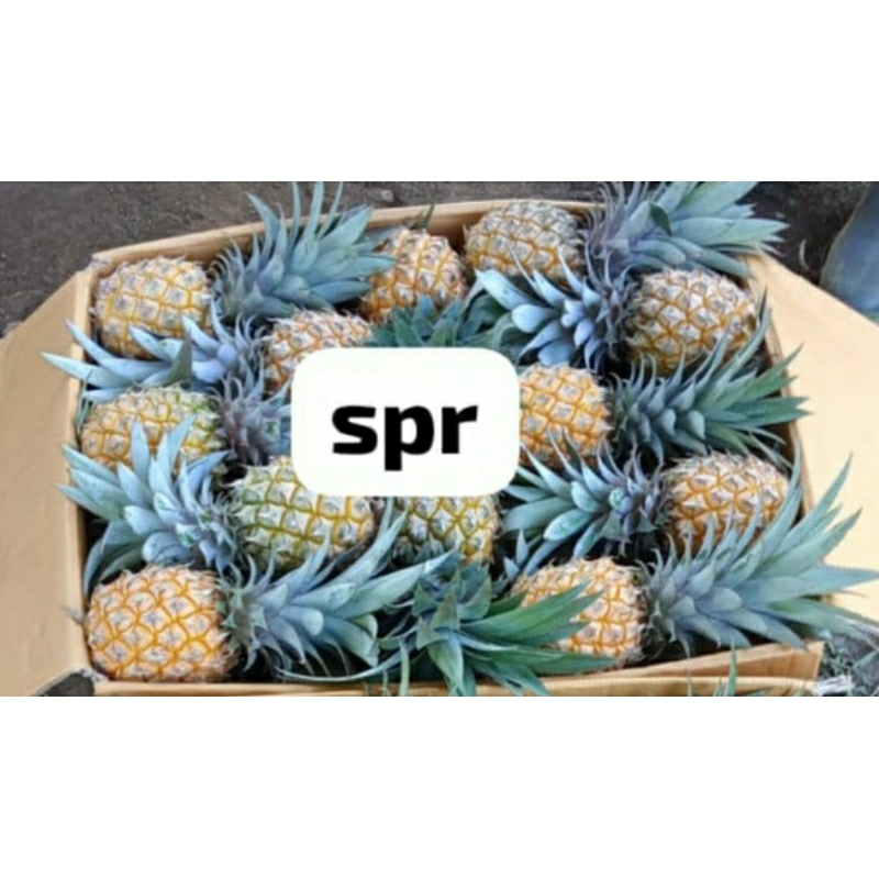 

nanas madu super paket 55 buah sudah kupas