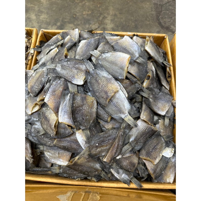 

Sapek tabakang
