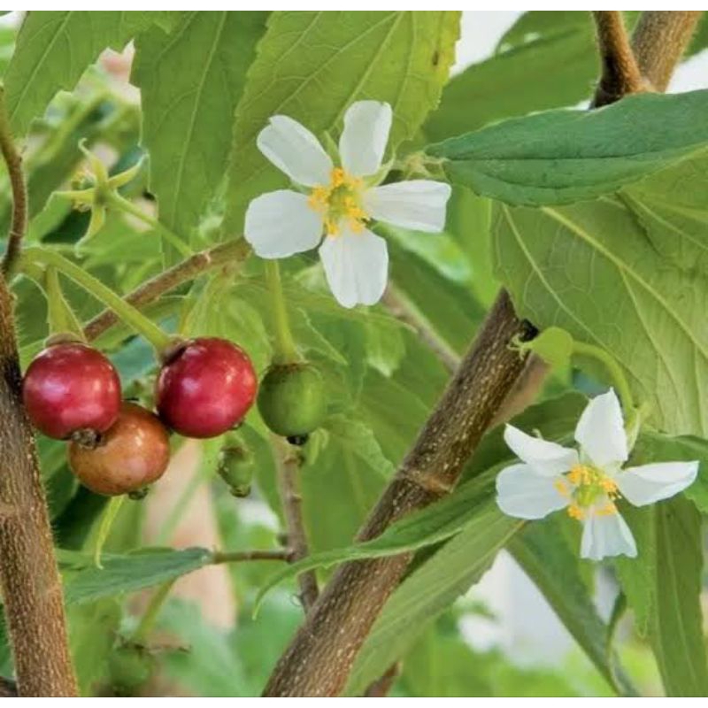 

daun kersen segar/500gram