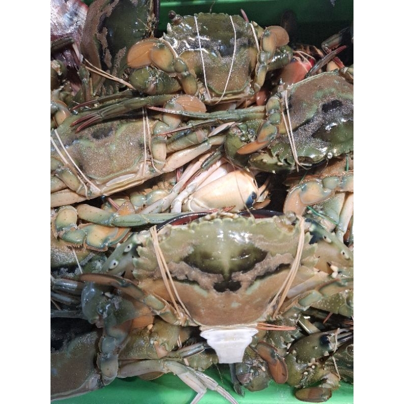 

Kepiting Laut 1 Pcs 200-300 Gram